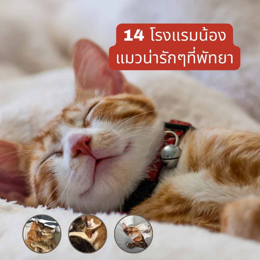 14 โรงแรมน้องแมวน่ารักๆที่พัทยา