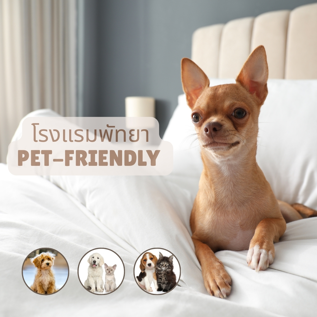 9 โรงแรมพัทยา Pet-Friendly